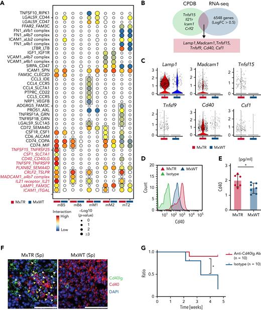 Identification and functional analysis of significant ligand–receptor pairs potentially underlying GCB/TFH tumor cell cluster interactions. (A) Interactome landscape across immune and TFH tumor cell clusters. Circle size indicates a negative log10 of the adjusted P value. Circles are colored only in subclusters with a significant P value. Significant interactions observed only in the MxTR are indicated by squares. (B) Venn diagrams of significant markers in MxTR between mB5 and mT6 (green) and markers upregulated in GCB cells of MxTR (blue) data. CPDB, CellPhoneDB. (C) Violin plots of 6 markers shared by CPDB and RNA-seq. (D) Histograms showing cell surface Cd40 expression in GCB cells. (E) Bar plots of Cd40 concentrations in serum. ∗P value < .05. (F) Immunofluorescence staining of spleen tissue. Green, Cd40lg (white arrowheads); red, Cd40 (yellow arrowheads); and blue, DAPI. Scale bars, 50 μm. (G) Survival curves for anti-Cd40lg antibody or isotype-treated mice. Anti-Cd40lg antibody-treated mice, n = 10; isotype-treated mice, n = 10. Ab, antibody. ∗P value < .05.