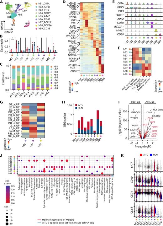 Human AITL samples exhibit intratumoral B cells phenotypically similar to mouse GCB cells. (A) UMAP plot of B-cell subclusters sorted in silico after integrating scRNA-seq data of AIT L and HLN samples. Nine subclusters were labeled with different colors. (B) Bar plots indicating percentages of each cluster. (C) Bar graphs indicating the percentage of each cluster in indicated samples. (D) Heatmap of the top 50 conserved markers of each cluster in (A). (E) Stacked violin plots showing specific conserved markers expressed in each cluster. (F) Heatmap showing pathways differentially enriched at each B-cell cluster (hB1 to 9) based on GSVA with B-lineage-related genes from Chung and colleagues. Gene sets are listed in supplemental Table 8. (G) Heatmap showing pathways differentially enriched in hB6 to 8 based on GSVA with GCB-cell–associated genes, from Holmes and colleagues. Gene sets are listed in supplemental Table 8. (H) Bar graphs showing the number of DEGs in the AIT L or HLN samples. (I) Volcano plot of DEGs in hB6. Genes in red are included among AIT L-B–specific gene set. (J) Dot plots showing pathways upregulated in hB1 to 9 of AIT L by GSEA with hallmark and AIT L-B–specific gene sets. Dot size indicates the normalized enrichment score (NES). Cutoff, FDR q-value <0.25. (K) Violin plots of genes included in the AIT L-B–specific gene set.