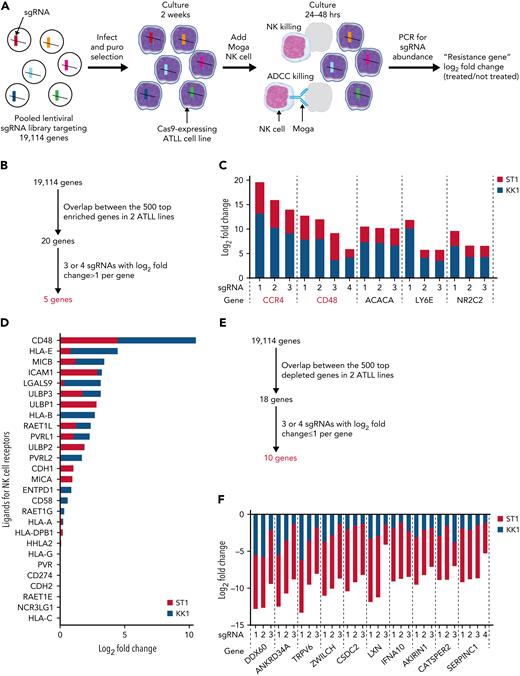 A CRISPR library screen identifies ATLL cell-intrinsic molecules for immune escape from YT1–NK cell line-mediated cytotoxicity. (A) Schematic design of CRISPR library screening in this study. Two Cas9-expressing ATLL cell lines, ST1 and KK1, were analyzed. (B) Selection criteria for ATLL cell-intrinsic genes whose knockout lead to escape from NK cytotoxicity. (C) Log2 fold changes (treated/not treated) of single guide RNAs (sgRNAs) targeting selected resistance genes. (D) Log2 fold changes (treated/not treated) of known NK-cell receptor ligands in our screening. (E) Selection criteria for ATLL-cell–intrinsic genes whose knockout lead to sensitization of NK cytotoxicity. (F) Log2 fold changes (treated/not treated) of sgRNAs targeting selected sensitizing genes.