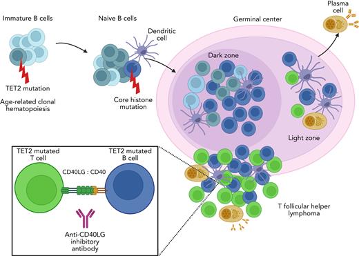 TET2-mutated B- and T-cell niches within the germinal center promote TFH lymphomagenesis. Immature B cells acquire TET2 mutations through age-related clonal hematopoiesis. This leads to clonal expansion of B cells that later acquire additional mutations such as those in core histones. These TET2-mutated B cells proliferate within the dark zone of the germinal center. As they traverse to the light zone, B cells and T cells interact with follicular dendritic cells for antigen capture and presentation. Increased CD40 expression on B cells promotes interaction and stimulation of TFH cells via the CD40LG. TFH lymphoma develops in niches with B cells that have features intermediate between the light and dark zones. Breaking the CD40-CD40LG interaction with anti-CD40LG inhibitory antibody reduces the growth of TFH lymphoma and prolongs survival in mouse models of this disease.
