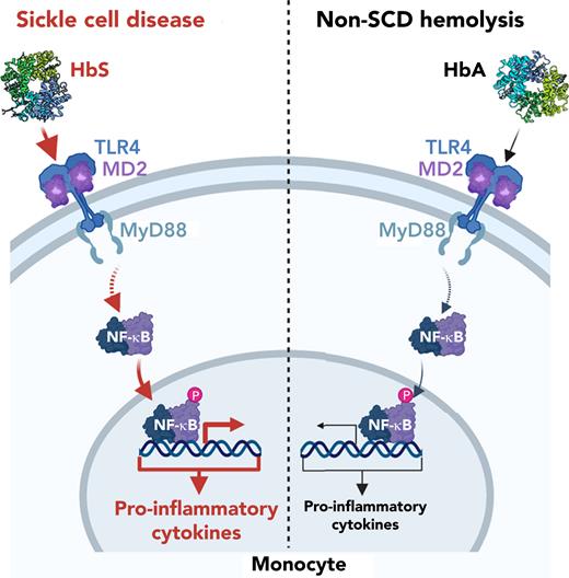 Patients with SCD have high levels of proinflammatory cytokines, which can potentiate SCD sequalae. The work by Allali et al demonstrates that cell-free HbS induces high levels of proinflammatory cytokine production by monocytes. The authors further elucidate the pathway by showing that HbS, although differing by only one amino acid from HbA, has high affinity for the TLR4/MD-2 complex. On ligation of HbS to the TLR4/MD-2 complex, downstream signaling induces NF-κB activation and subsequent proinflammatory cytokine production.