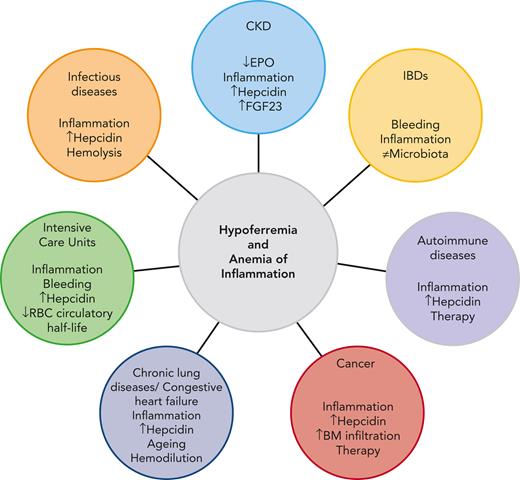 Leading pathophysiological mechanisms contributing to hypoferremia and AI in CKD, IBDs, autoimmune diseases, cancer, chronic lung diseases, CHF, infectious diseases,and ICUs.