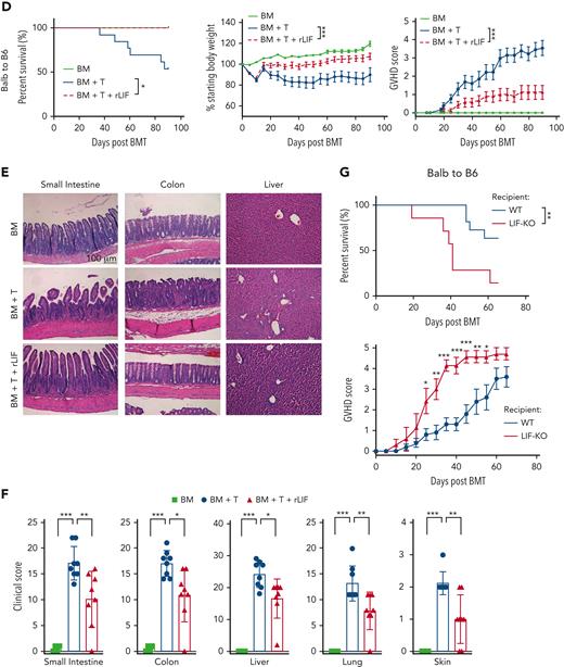 Administering rLIF ameliorates GVHD in mice. (A) Serum LIF levels in B6C3F1 (left) and C57BL/6 (right) mice at different days (D) after TBI (2 × 5.5 Gy), syngeneic BM + T, allogenic BM, and allogenic BM + T. n ≥ 3 mice/group (each dot represents a mouse). Serum LIF levels were measured by ELISAs. (B) The serum LIF levels at 2 days after allo-BMT were positively correlated with the survival length of mice after allo-BMT. B6C3F1 mice were exposed to 2 × 5.5 Gy TBI, followed by transplantation of BM and T cells from C57BL/6 mice. (C) Lethally irradiated B6C3F1 mice received BM alone (BM; n = 3), BM and T cells from C57BL/6 mice (BM + T; n = 13), or BM and T cells along with rLIF treatment (IP, 30 ng/g body weight, twice a day for the period as indicated) (BM + T + rLIF; n = 10 for D-4 to D3; n = 8 for D1 to D3 and D8 to D10). Schematic diagram of experimental procedures is shown on the upper left. Three panels shown are Kaplan-Meier survival curves (upper right), weight loss (lower left), and GVHD score (lower right) of mice after allo-BMT. (D) Lethally irradiated C57BL/6 mice received BM (n = 3), BM + T from BALB/c mice (n = 12), or BM + T + rLIF (n = 9). Mice were treated with rLIF as follows: IP, 30 ng/g body weight, twice a day for 7 days (D-4 to D3). Three panels shown are Kaplan-Meier survival curves (left), weight loss (middle), and GVHD score (right) of mice after allo-BMT. (E,F) Tissues from lethally irradiated B6C3F1 mice receiving C57BL/6 BM (n = 4), BM + T (n = 8) or BM + T + rLIF (n = 8). Tissues from these mice were collected at 14 days after allo-BMT for histopathologic analysis. (E) Representative hematoxylin and eosin–stained images of SI, colon, and liver tissues. (F) The clinical score was analyzed as described in Methods to reflect the histopathologic damage in different tissues. (G) Lethally irradiated C57BL/6 wild-type (n = 11) and LIF knockout (n = 7) mice received BM + T from BALB/c mice. Kaplan-Meier survival curves (upper) and GVHD score (lower) of mice after allo-BMT are presented. Data presented are from at least 3 independent experiments. (A,F) Data are presented as mean ± standard deviation; (C-D,G) data are presented as mean ± standard error of the mean. ∗P < .05, ∗∗P < .01, ∗∗∗P < .001, n.s.: not significant; unpaired t test with Welch’s correction (A,F), Spearman’s correlation (B), Kaplan-Meier survival analysis for survival, and analysis of variance for analysis of weight loss and GVHD score.