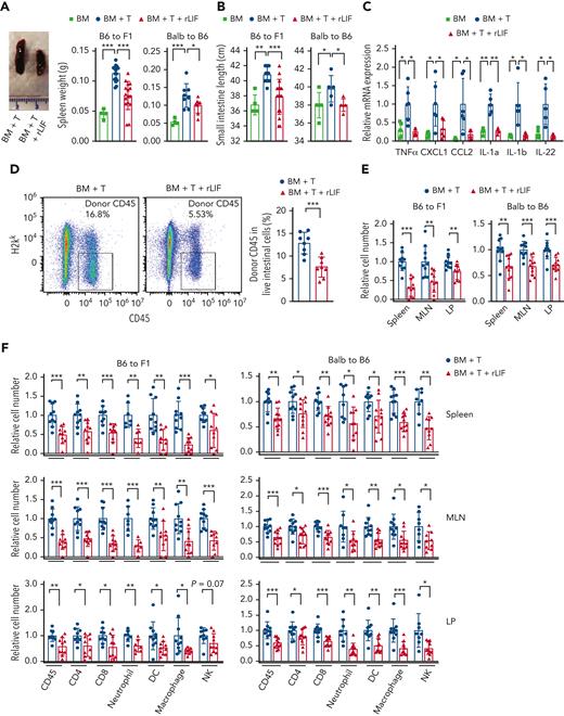 rLIF administration decreases tissue inflammation and donor immune cell infiltration after allo-BMT. Lethally irradiated B6C3F1 and C57BL/6 mice received BM and BM + T cells from C57BL/6 and BALB/c mice, respectively, along with or without rLIF treatment. (A-B) BM+T increased spleen weight (A) and length of SI (B) in B6C3F1 mice and C57BL/6 mice at 7 days and 10 days after allo-BMT, respectively, which was largely abolished by rLIF administration. (A, left) Representative images of spleen tissues. For B6C3F1 mice: n = 4 for BM; n = 16 for both BM + T and BM + T + rLIF; for C57BL/6 mice: n ≥ 4 for BM; n ≥ 5 for both BM + T and BM + T + rLIF. (C) rLIF administration reduced the expression of majority inflammatory cytokines examined in B6C3F1 mice at 7 days after allo-BMT. Relative mRNA expression levels of TNFα, CXCL1, CCL2, IL-1a, IL-1b, and IL-22 in SI were determined by quantitative real-time PCR assays and normalized with β-actin. n ≥ 5 mice/group. (D) rLIF administration decreased the infiltration of donor CD45+ immune cells in epithelium of the intestine (EPI) from B6C3F1 mice at 7 days after allo-BMT. Representative flow cytometry images (left) and quantifications (right) show the percentage of donor CD45+ immune cells (H2kk–CD45+) in EPI from B6C3F1 mice at 7 days after allo-BMT. n = 8 mice/group. (E-F) rLIF administration decreased the donor immune cell infiltration in B6C3F1 (left) and C57BL/6 (right) mice at 7 and 10 days after allo-BMT, respectively. (E) The numbers of infiltrating donor cells in spleen, MLN, and LP tissues determined by flow cytometric assays. (F) The numbers of a set of infiltrating donor immune cells, including CD45, CD4, CD8, neutrophil, DC, macrophage and natural killer (NK) cells, in spleen (upper), MLN (middle), and LP (lower) tissues. The number of cells in mice that received BM + T without rLIF treatment was defined as 1. Gating strategies are shown in supplemental Figure 3. n ≥ 7 mice/group. Data are presented as mean ± standard deviation from at least 3 independent experiments. ∗P < .05, ∗∗P < .01, ∗∗∗P < .001, unpaired t test with Welch’s correction.