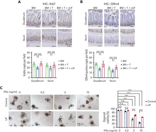 rLIF administration protects ISCs from GVHD-induced damage. Administration of rLIF significantly increased the number of proliferating crypts (A) and viable ISCs (B) in B6C3F1 mice at 2 days after allo-BMT. (A-B, upper) Representative images of immunohistochemistry staining of Ki67 (A) and Olfm4 (B) in the duodenum and ileum tissues. (A-B, lower) Quantification of viable crypts per field (A) and Olfm4-positive crypts per field (B) in the duodenum and ileum of mice after allo-BMT. n = 30 fields from at least 3 mice/group. (C) IFNγ induced cell death in intestinal organoids derived from B6C3F1 mice, which was largely decreased by rLIF. Representative images of organoid growth (left). Quantification of organoid viability (right). n = 4/group. Data are presented as mean ± standard deviation. ∗∗∗P < .001, n.s.: not significant. Student t test.
