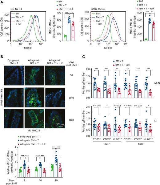 rLIF administration inhibits the elevation of MHC-II expression on IECs and donor T cell activation after allo-BMT. (A-B) Allo-BMT increased MHC-II presentation on IECs, which was reduced by administering rLIF in mice. (A, left) Representative histograms (left) and quantifications of mean florescence intensity (MFI) (right) of MHC-II levels on IECs from B6C3F1 mice at 7 days after allo-BMT. (A, right) Representative histograms (left) and quantifications of MFI (right) of MHC-II levels on IECs from C57BL/6 mice at 10 days after allo-BMT. For B6C3F1 recipients, n = 3 for BM; n = 8 for both BM + T and BM + T + rLIF; for C57BL/6 recipients, n = 3 for BM; n = 10 for both BM + T and BM + T + rLIF. (B, upper) Representative immunofluorescence staining of MHC-II levels on IECs in the SI from C57BL/6 mice at different days after allo-BMT. (B, lower) Quantifications of MHC-II MFI. n ≥ 3 mice/group. (C) The number of donor activated T cells in the MLN (upper) and LP (lower) tissues from B6C3F1 mice at 7 days after allo-BMT with or without rLIF administration. n ≥ 8 mice/group. Data are presented as mean ± standard deviation. ∗P < .05, ∗∗P < .01, ∗∗∗P < .001, unpaired t test with Welch’s correction.