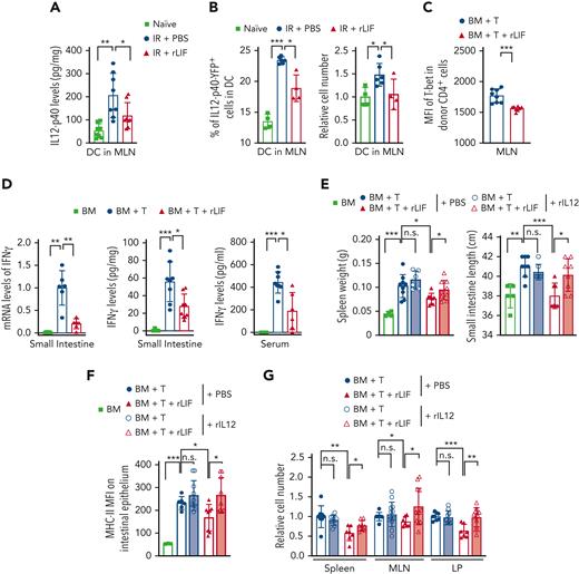 rLIF administration inhibits radiation-induced IL-12 production in DCs through the STAT1 signaling to protect against GVHD. (A) TBI (11 Gy) induced IL-12 production from DCs in MLNs, which was greatly reduced by rLIF administration as examined by using the cytokine panel at 24 hours after TBI in C57BL/6 mice. n = 8 mice/group. (B) TBI (11 Gy) increased percentage (left) and number (right) of IL-12+ cells in DCs in MLNs at 24 hours after TBI, which were largely decreased by rLIF administration in IL-12–p40–YFP C57BL/6 reporter mice as examined by flow cytometric assays. n ≥ 4 mice/group. The gating strategy and representative flow images are shown in supplemental Figure 8D. (C) The significantly decreased expression of T-bet in donor CD4+ T cells in MLNs from B6C3F1 mice at 7 days after allo-BMT with rLIF administration compared with mice without rLIF administration as determined by flow cytometric assays. n = 8 mice/group. (D) The induction of the expression of Th1 cytokine IFNγ by BM + T in B6C3F1 mice was largely decreased by rLIF administration as determined at 7 days after allo-BMT. Relative mRNA expression levels of IFNγ in the SI were determined by quantitative real-time PCR assays (left). Protein levels of IFNγ in the SI (middle) and serum (right) were determined by ELISAs. n ≥ 4 mice/group. (E-F) Administering rIL-12 largely abolished the protective effect of rLIF on GVHD. Lethally irradiated B6C3F1 mice that received allo-BMT from C57BL/6 mice along with or without rLIF administration were treated with rIL-12 (500 ng/d for 7 days from D-4 to D3) or PBS. (E) The spleen weight (left) and length of SI (right) in B6C3F1 mice measured at 7 days after allo-BMT. (F) MFI of MHC-II on IECs of B6C3F1 mice were determined at 7 days after allo-BMT. n ≥ 3 mice/group. (G-H) Administering rIL-12 largely abolished the inhibitory effect of rLIF on donor immune cell infiltration after allo-BMT. (G) The relative numbers of infiltrating donor cells in the spleen, MLN, and LP tissues from B6C3F1 mice at 7 days after allo-BMT. (H) The relative numbers of infiltrating donor immune cells in the spleen (top), MLN (middle), and LP (bottom) tissues from B6C3F1 mice at 7 days after allo-BMT. n ≥ 6 mice/group. (I) BMDCs were activated by IFNγ (10 ng/ml) and LPS (100 ng/ml) with or without LIF treatment (100 ng/ml) for 6 hours. The mRNA levels of IL12b in BMDCs were determined by quantitative real-time PCR assays and normalized with β-actin. n = 7/group. (J) rLIF treatment increased the phosphorylation levels of STAT1 at Tyr-701 (p-STAT1) in activated BMDC as determined by Western blot assays. (K) rLIF treatment increased the binding of STAT1 to a putative STAT1 binding site in the intron 1 of IL12b gene as determined in BMDCs by chromatin immunoprecipitation assays. (Top) The sequence and location of the putative STAT1 binding site in IL12b gene. A region containing no STAT1 binding site was included as a negative control. n = 5/group. n.d.: non-detectable. (L) Blocking the STAT1 signaling by fludarabine (2 μM) and pravastatin (2 μM), 2 small-molecule STAT1 inhibitors, largely abolished the inhibitory effect of rLIF on IL12b production in activated BMDCs. The mRNA levels of IL12b in BMDCs were determined by quantitative real-time PCR assays and normalized with β-actin. n = 3/group. Data are presented as mean ± standard deviation from 3 independent experiments. ∗P < .05, ∗∗P < .01, ∗∗∗P < .001, n.s.: not significant; unpaired t test with Welch’s correction.