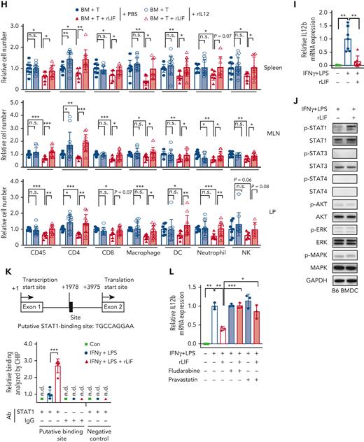 rLIF administration inhibits radiation-induced IL-12 production in DCs through the STAT1 signaling to protect against GVHD. (A) TBI (11 Gy) induced IL-12 production from DCs in MLNs, which was greatly reduced by rLIF administration as examined by using the cytokine panel at 24 hours after TBI in C57BL/6 mice. n = 8 mice/group. (B) TBI (11 Gy) increased percentage (left) and number (right) of IL-12+ cells in DCs in MLNs at 24 hours after TBI, which were largely decreased by rLIF administration in IL-12–p40–YFP C57BL/6 reporter mice as examined by flow cytometric assays. n ≥ 4 mice/group. The gating strategy and representative flow images are shown in supplemental Figure 8D. (C) The significantly decreased expression of T-bet in donor CD4+ T cells in MLNs from B6C3F1 mice at 7 days after allo-BMT with rLIF administration compared with mice without rLIF administration as determined by flow cytometric assays. n = 8 mice/group. (D) The induction of the expression of Th1 cytokine IFNγ by BM + T in B6C3F1 mice was largely decreased by rLIF administration as determined at 7 days after allo-BMT. Relative mRNA expression levels of IFNγ in the SI were determined by quantitative real-time PCR assays (left). Protein levels of IFNγ in the SI (middle) and serum (right) were determined by ELISAs. n ≥ 4 mice/group. (E-F) Administering rIL-12 largely abolished the protective effect of rLIF on GVHD. Lethally irradiated B6C3F1 mice that received allo-BMT from C57BL/6 mice along with or without rLIF administration were treated with rIL-12 (500 ng/d for 7 days from D-4 to D3) or PBS. (E) The spleen weight (left) and length of SI (right) in B6C3F1 mice measured at 7 days after allo-BMT. (F) MFI of MHC-II on IECs of B6C3F1 mice were determined at 7 days after allo-BMT. n ≥ 3 mice/group. (G-H) Administering rIL-12 largely abolished the inhibitory effect of rLIF on donor immune cell infiltration after allo-BMT. (G) The relative numbers of infiltrating donor cells in the spleen, MLN, and LP tissues from B6C3F1 mice at 7 days after allo-BMT. (H) The relative numbers of infiltrating donor immune cells in the spleen (top), MLN (middle), and LP (bottom) tissues from B6C3F1 mice at 7 days after allo-BMT. n ≥ 6 mice/group. (I) BMDCs were activated by IFNγ (10 ng/ml) and LPS (100 ng/ml) with or without LIF treatment (100 ng/ml) for 6 hours. The mRNA levels of IL12b in BMDCs were determined by quantitative real-time PCR assays and normalized with β-actin. n = 7/group. (J) rLIF treatment increased the phosphorylation levels of STAT1 at Tyr-701 (p-STAT1) in activated BMDC as determined by Western blot assays. (K) rLIF treatment increased the binding of STAT1 to a putative STAT1 binding site in the intron 1 of IL12b gene as determined in BMDCs by chromatin immunoprecipitation assays. (Top) The sequence and location of the putative STAT1 binding site in IL12b gene. A region containing no STAT1 binding site was included as a negative control. n = 5/group. n.d.: non-detectable. (L) Blocking the STAT1 signaling by fludarabine (2 μM) and pravastatin (2 μM), 2 small-molecule STAT1 inhibitors, largely abolished the inhibitory effect of rLIF on IL12b production in activated BMDCs. The mRNA levels of IL12b in BMDCs were determined by quantitative real-time PCR assays and normalized with β-actin. n = 3/group. Data are presented as mean ± standard deviation from 3 independent experiments. ∗P < .05, ∗∗P < .01, ∗∗∗P < .001, n.s.: not significant; unpaired t test with Welch’s correction.