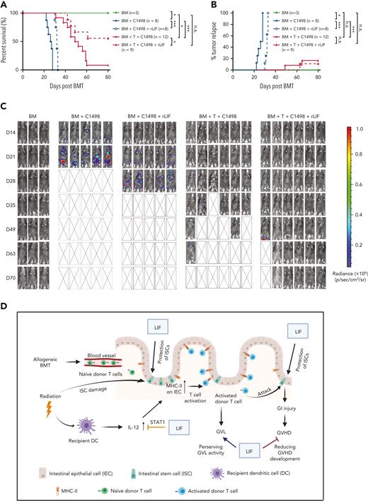 rLIF administration effectively ameliorates GVHD and preserves the GVL effect. (A-C) Lethally irradiated C57BL/6 mice were transplanted with BM with or without T cells from BALB/c mice along with luciferase-labelled C1498 mouse leukemia cells. The day of BMT was denoted as D0. Recipient mice were treated with vehicle (PBS) or rLIF (IP, 30 ng/g body weight, twice a day, from D-4 to D3). (A) Kaplan-Meier survival curve of mice. (B) Percentage of tumor relapse in mice. (C) Representative bioluminescence images of mice throughout the experiment. Kaplan-Meier survival analysis was used to compare among groups. ∗P < .05, ∗∗∗P < .001, n.s.: not significant. (D) Schematic illustration of the role of LIF in protecting against GVHD. The diagram was prepared by using BioRender software.