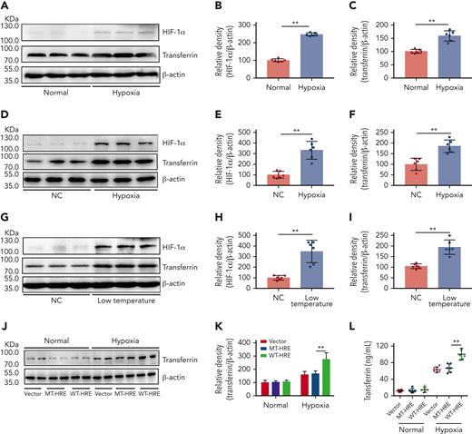 Hypoxia- and low temperature–induced HIF-1α activation to promote transferrin expression both in vitro and in vivo. (A-C) After hypoxia treatment (1% O2, 5% CO2, and 94% N2), HIF-1α and transferrin proteins in BNL CL.2 cells were analyzed by western blot analysis (A), and corresponding quantifications are shown in panels B and C. β-actin was used as loading control in panel A (n = 6). (D-F) Western blot detection of HIF-1α and transferrin levels in livers of normal and hypoxia-induced mice and corresponding quantifications (n = 6). (G-I) Western blot analysis of HIF-1α and transferrin levels in liver of normal and low temperature–induced mice and corresponding quantifications (n = 6). β-actin was used as loading control in panels D and G. (J-L) Transferrin levels in supernatant of HepG2 cells transfected by transferrin expression plasmid of wild-type hypoxia response elements (HRE; WT-HRE) or mutated HRE (MT-HRE) were analyzed by western blot analysis (J,K) and ELISA (L) after hypoxia treatment (n = 6). β-actin was used as loading control in panel J. Each experiment was independently repeated in triplicate. Data represent mean ± SD. Panels B, C, E, F, H, I, K, and L, ∗∗P < .01 by unpaired t test. Western blots were from different membranes, and representative blots are shown in panels A, D, G, and J. NC, normal control.