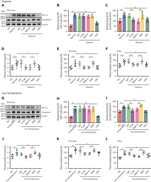 Hypoxia- and low temperature–induced transferrin upregulation to potentiate enzymatic activities of thrombin and FXIIa. (A-D,G-J) Effects of anti–Tf-AB, IgG control, RNR-Tf virus, blank (RNR) virus, and HIF inhibitor LW6, on HIF-1α and transferrin expression in liver or transferrin expression in plasma of mice following hypoxia and low-temperature treatment was determined by western blotting (A-C,G-I) or ELISA (D,J) (n = 6-7). (E-F,K-L) Relative activities of thrombin (E and K) and FXIIa (F,L) in plasma were examined (n = 6-7). β-actin was used as loading control in panels A and G. Animal experiments were repeated 3 times, independently. Data represent mean ± SD. Each point represents 1 mouse. Panels B-F and H-L, ∗P < .05, ∗∗P < .01 by unpaired t test. Western blots were from different membranes, and representative blots are shown in panels A and G.