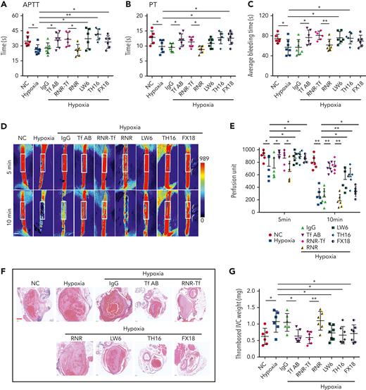 Hypoxia-induced hypercoagulability and thrombosis aggravation, which were reversed by transferrin knockdown and functional interference. (A-C) Effects of anti–Tf-AB, IgG control, RNR-Tf virus, blank (RNR) virus, HIF inhibitor LW6, or peptides TH16 and FX18 on APTT (A), PT (B), and bleeding time (C) in hypoxia-treated mice (n = 6-8). (D-E) Representative images of carotid artery blood flow (left) in FeCl3-treated mice by laser speckle perfusion imaging (D), with region of interest (rectangle in white) placed in carotid artery to quantify blood flow change (E) (n = 6). Color bar at bottom indicates perfusion unit scale (0-989); scale bar represents 1 mm. Mice were subject to inferior vena cava (IVC) stenosis for 24 hours to evaluate venous thrombogenesis. (F-G) The pathological changes were observed through hematoxylin and eosin staining (F) and calculating thrombus weight (G) (n = 6-7); scale bar represents 200 μm. (H-I) Representative images of TTC-stained coronal brain sections (H) and quantitative analysis of stained area (I) on day 1 after tMCAO. Ischemic infarctions appear white, and brain infarct volumes were measured by planimetry (percentage of whole volume). (J-K) Bederson (J) and grip test (K) scores were also measured (n = 6-7); scale bar represents 0.5 cm. Animal experiments were repeated 3 times, independently. Data represent mean ± SD. Each point represents 1 mouse. Panels A-C, E, G, and I-K, ∗P < .05, ∗∗P < .01 by unpaired t test to compare; for example, Tf-AB and IgG groups or RNR-Tf and RNR groups.