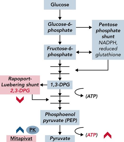 Glycolytic intermediaries are affected by the PK activator mitapivat in ways that improve hemolysis in SCD. Mature RBCs lack mitochondria; glycolysis is the anaerobic furnace for ATP production in these cells. Metabolic bypasses from the glycolytic pathway include the Rapoport-Luebering shunt, which generates 2,3-DPG, and the pentose phosphate shunt, which is a primary source of antioxidants (reduced glutathione) in RBCs. 2,3-DPG is a major allosteric effector of oxygen affinity in Hb; less 2,3-DPG results in slower oxygen release from Hb and delayed formation of deoxyhemoglobin, which is the major substrate for polymer formation in SCD. Activated PK (mitapivat, blue chevron) depletes 2,3-DPG, presumably through effective competition for 1,3-DPG. Theoretically, by decreasing 2,3-DPG and increasing oxygen affinity, less deoxyhemoglobin is produced. Xu et al have shown that in SCD, 2,3-DPG and ATP levels measurably changed (red chevrons) and that Hb levels increased after PK activation. NADPH, nicotinamide adenine dinucleotide phosphate hydrogen.