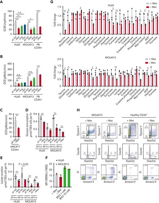 Methionine depletion induces a lower metabolic state and cell cycle block in ML cells. (A-C) The extracellular acidification rate (ECAR) and oxygen consumption rate (OCR) of AML cell lines (n = 3 biological replicates), PBMC-derived CD34+ cells (n = 1), as well as a patient AML sample (AML#17), as measured by Seahorse bioassay. (D-E) Forty-eight-hour glucose consumption and lactate production per cell per hour as determined enzymatic spectrophotometric assays (n = 3). (F) Tetramethylrhodamine, methyl ester (TMRM) mean fluorescent intensity (MFI) determined mitochondrial membrane potential (n = 3). (G) 1D 1H−nuclear magnetic resonance (NMR) spectroscopic metabolite intensity fold changes, control normalized to 1 (3 biological replicates measured once). (H) Hoechst-Pyronin Y cell cycle staining and Annexin-V PI staining of apoptosis of MOLM13 cells (representative plots of n = 3 experiments) and PBMC-derived CD34+ (n = 1) cells depleted of methionine for 24 hours. All experiments: error bars represent mean ± SEM. Statistical analysis by Student t test, ∗P < .05, ∗∗P < .01, ∗∗∗∗P < .0001.