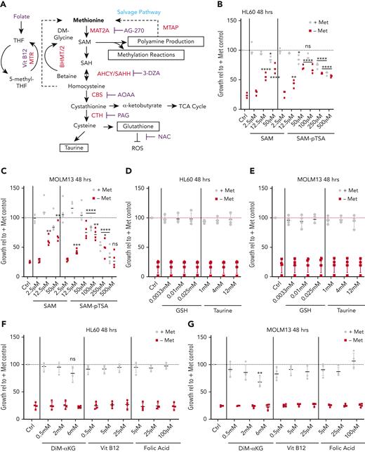 SAM rescues the depletion of methionine in an ROS-independent manner. (A) Schematic illustration of the methionine cycle and associated pathways. Homocysteine can be recycled back to methionine via the methyltransferase activity of MTR and/or BMHT/BHMT2. (B) Relative viable cell growth of HL60 cells grown for 48 hours in the absence of methionine and increasing concentrations of SAM and S-(5′-adenosyl)-L-methionine p-toluenesulfonate salt (SAM-pTSA) (n = 3). (C) Relative viable cell growth of HL60 cells grown for 6 days in the absence of methionine and increasing concentrations of SAM and SAM-pTSA. (D-E) Relative viable cell growth of HL60 and MOLM13 cells grown for 48 hours in the absence of methionine and supplemented with glutathione (GSH) and taurine (n = 3). (F-G) Relative viable cell growth of HL60 and MOLM13 cells grown for 48 hours in the absence of methionine and supplemented with dimethyl-α ketoglutarate (DiM-αKG) vitamin B12 and folic acid (n = 3). (H) ROS levels in the AML cell lines HL60, MOLM13, and K562 as determined by the total cellular ROS probes CellROX and DCF-DA and the superoxide probe MitoSOX.Buthionine sulfoximine (BSO) was used as positive control for CellROX and dichlorodihydrofluorescein diacetate (DCF-DA) and phorbol 12-myristate-13-acetate (PMA) and menadione sodium bisulfite (MSB) for MitoSOX. (I) Relative cell counts of MOLM13 cells grown in the presence or absence of methionine and N-acetylcysteine (NAC) for 24 and 48 hours (n = 4). (J) Absolute cell counts of MOLM13 cells grown with and without cysteine and in the absence or presence of 0.1 mM or 2 mM NAC for 24 hours (n = 4). (K) Graph and dotplot of ROS (DCF-DA) MFI in MOLM13 cells depleted of cysteine alone or also supplemented with 2 mM NAC (representative example from n = 3 experiments). (L) Bar graph and histogram of ROS (DCF-DA) MFI in MV4-11 cells depleted of cysteine alone or also supplemented with 2 mM NAC (representative example of n=3 experiments). Histogram representative of the 3 replicates. All experiments: error bars represent mean ± SEM. Statistical analysis by Student t test or ordinary 1-way analysis of variance (ANOVA), ∗P < .05, ∗∗P < .01, ∗∗∗∗P < .0001.