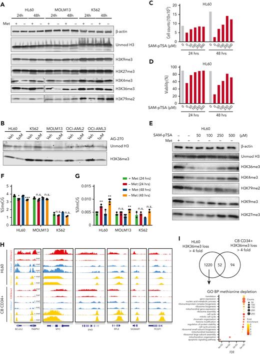 Methionine deprivation reduces histone methylation and is rescuable with SAM. (A) Western blot for histone methylation levels in AML lines HL60, MOLM13, and K562 grown for 24 and 48 hours in the presence or absence of methionine. β-Actin and unmodified histone H3 used as loading controls (B) Western blot for H3K36me3 levels in a panel of 4 AML cell lines grown with and without the MAT2A inhibitor AG-270 (1 μM) for 48 hours. (C-D) Cell counts and viability of HL60 cells grown for 24 hours in the absence or presence of methionine and without methionine but supplemented with increasing concentrations of S-(5′-Adenosyl)-L-methionine p-toluenesulfonate salt (SAM-pTSA). Graphs directly correspond to the western blot experiment shown in (E), and are replicated in Figure 3B-C with appropriate statistics. (E) Western blot for histone methyl marks levels in the AML line HL60 grown for 24 hours in the absence or presence of methionine and without methionine but supplemented with increasing concentrations of SAM-pTSA. β-Actin and unmodified histone H3 were used as loading controls (F-G) Mass spectrometeric quantification of methylated (5meC/G) and hydroxymethylated (5hmC∖G) cystosines in the cell lines HL60, MOLM13, and K562 grown in the presence or absence of methionine for 24 and 48 hours. (H) Chromatin immunoprecipitation sequencing tracks of HL60 and CB-derived CD34+ cells grown in the presence or absence of methionine for 24 hours. Shown are tracks for H3K36me3, H3K4me3, and H3K4me1 marks on a number of gene loci such as BCL2L2, MYC, ENO, etc. (I) Gene ontology analysis of processes enriched for in HL60 and CB CD34+ cells, determined from gene loci with a greater than 4-fold decrease in H3K36me3 levels. All experiments: error bars represent mean ± SEM. Statistical analysis by Student t test, ∗P < .05, ∗∗P < .01, ∗∗∗∗P < .0001.