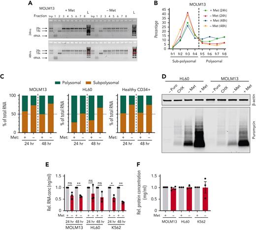 Methionine deprivation significantly impairs protein translation in AML and healthy HSPC. Polysomal profiling in the AML cell lines MOLM13 and HL60 along with PBMC-derived CD34+ cells. (A) Images of agarose gels loaded with RNA isolated from sucrose gradient input (Inp) sample (not run through gradient) and sucrose gradient− derived RNA fractions of MOLM13 cells grown for 24 and 48 hours with and without methionine. (B) Percentage of RNA in the sucrose gradients derived fractions as percentage of total RNA of all fractions in MOLM13 cells at 24 and 48 hours. (C) Percentage of polysomal and sub-polysomal RNA as a fraction of total cellular RNA in MOLM13, HL60, and PBMC CD34+ cells. Polysomal profiling was performed once for each cell type but in 3 experiments independent of each other. (D) Antipuromycin western blot performed on HL60 and MOLM13 cells following puromycin pulsing after 24 hours’ growth in the presence or absence of methionine. First lanes are a negative control with lysates from cells not exposed to puromycin and a cycloheximide-treated positive control (n = 3). Replicates in supplementary Figure 6E-F. β-Actin was used as loading control. (E) Relative total RNA of AML cell lines grown in the absence and presence of methionine for 24 and 48 hours. (F) Relative total protein concentration of AML cell lines grown with and without methionine for 48 hours. All experiments: error bars represent mean ± SEM. Statistical analysis by Student t test, ∗P < .05, ∗∗P < .01, ∗∗∗∗P < .0001.