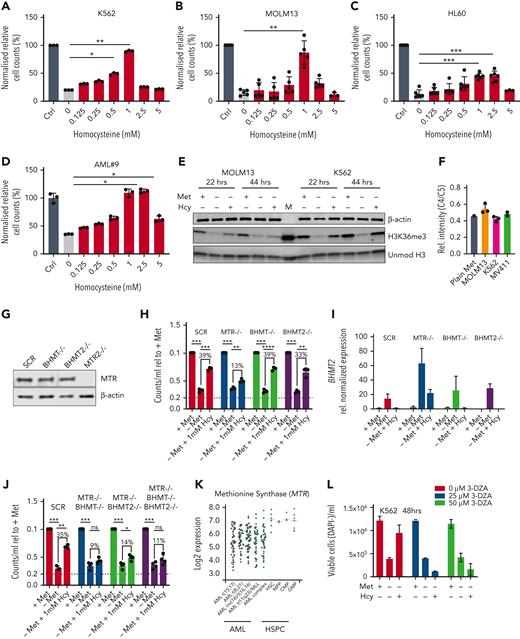 Homocysteine is recycled via MTR and not BHMTs in the absence of methionine. (A-D) Normalized relative cell counts of AML cell lines K562, MOLM13, and HL60, as well as 1 primary AML sample grown with and without methionine and in the absence of methionine but increasing concentrations of homocysteine (Hcy) (n = 3) (AML#9). (E) Western blot for H3K36me3, MAT2A, and MTR protein levels in lysates from MOLM13 and K562 cells grown for 22 and 44 hours in the presence and absence of methionine and without methionine but supplemented with 1 mM Hcy. β-Actin and unmodified histone H3 were used as loading controls. M = marker (F) Ratio of C4:C5 13C-labeled methionine in cell lines grown with universally labeled 13C methionine tracer. Data were generated by NMR spectroscopy (n = 2-3) biological replicates measured at 1 time point). (G) Western blot for MTR in K562 scrambled guide, BHMT KO, BHMT2 KO, and MTR KO cells. (H) Relative cell counts of K562 scrambled guide, BHMT KO, BHMT2 KO, and MTR KO cells grown with and without methionine and without methionine but with 1 mM Hcy. (I) Relative reverse transcription−polymerase chain reaction determined expression of BHMT2 in K562 scrambled guide, BHMT KO, BHMT2 KO, and MTR KO cells. (J) Relative cell counts of K562 scrambled guide, BHMT KO, BHMT2 KO, and MTR KO cells grown with and without methionine and without methionine but with 1 mM Hcy. (K) Transcriptome data of MTR expression in primary AML and healthy hematopoietic populations (BloodSpot.eu dataset). Probeset – 226969at. (L) Viable cell number/mL of DAPI− K562 cells grown in the presence or absence of 25 or 50 μM SAHH inhibitor (3-DZA) for 48 hours, and within the last 24 hours with and without methionine and with and without 1 mM Hcy. N = 2 experiments in K562 cells, representative of 2 independent experiments in HL60 cells. (M) Percent viable DAPI− K562 cells grown in the presence or absence of 25 or 50 μM SAHH inhibitor (3-DZA) for 48 hours, and within the last 24 hours with and without methionine and with and without 1 mM Hcy. N = 2 experiments in K562 cells, representative of 2 independent experiments in HL60 cells. (N) Western blot for H3K36me3 and MAT2A levels in K562 cells grown in the presence or absence of 25 or 50 μM SAHH inhibitor (3-DZA) for 72 hours, and within the last 24 hours with and without methionine and with and without 1 mM Hcy. β-Actin and unmodified histone H3 were used as loading controls. All experiments: error bars represent mean ± SEM. Statistical analysis: ordinary 1-way ANOVA or Student t test, ∗P < .05, ∗∗P < .01, ∗∗∗∗P < .0001.