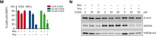 Homocysteine is recycled via MTR and not BHMTs in the absence of methionine. (A-D) Normalized relative cell counts of AML cell lines K562, MOLM13, and HL60, as well as 1 primary AML sample grown with and without methionine and in the absence of methionine but increasing concentrations of homocysteine (Hcy) (n = 3) (AML#9). (E) Western blot for H3K36me3, MAT2A, and MTR protein levels in lysates from MOLM13 and K562 cells grown for 22 and 44 hours in the presence and absence of methionine and without methionine but supplemented with 1 mM Hcy. β-Actin and unmodified histone H3 were used as loading controls. M = marker (F) Ratio of C4:C5 13C-labeled methionine in cell lines grown with universally labeled 13C methionine tracer. Data were generated by NMR spectroscopy (n = 2-3) biological replicates measured at 1 time point). (G) Western blot for MTR in K562 scrambled guide, BHMT KO, BHMT2 KO, and MTR KO cells. (H) Relative cell counts of K562 scrambled guide, BHMT KO, BHMT2 KO, and MTR KO cells grown with and without methionine and without methionine but with 1 mM Hcy. (I) Relative reverse transcription−polymerase chain reaction determined expression of BHMT2 in K562 scrambled guide, BHMT KO, BHMT2 KO, and MTR KO cells. (J) Relative cell counts of K562 scrambled guide, BHMT KO, BHMT2 KO, and MTR KO cells grown with and without methionine and without methionine but with 1 mM Hcy. (K) Transcriptome data of MTR expression in primary AML and healthy hematopoietic populations (BloodSpot.eu dataset). Probeset – 226969at. (L) Viable cell number/mL of DAPI− K562 cells grown in the presence or absence of 25 or 50 μM SAHH inhibitor (3-DZA) for 48 hours, and within the last 24 hours with and without methionine and with and without 1 mM Hcy. N = 2 experiments in K562 cells, representative of 2 independent experiments in HL60 cells. (M) Percent viable DAPI− K562 cells grown in the presence or absence of 25 or 50 μM SAHH inhibitor (3-DZA) for 48 hours, and within the last 24 hours with and without methionine and with and without 1 mM Hcy. N = 2 experiments in K562 cells, representative of 2 independent experiments in HL60 cells. (N) Western blot for H3K36me3 and MAT2A levels in K562 cells grown in the presence or absence of 25 or 50 μM SAHH inhibitor (3-DZA) for 72 hours, and within the last 24 hours with and without methionine and with and without 1 mM Hcy. β-Actin and unmodified histone H3 were used as loading controls. All experiments: error bars represent mean ± SEM. Statistical analysis: ordinary 1-way ANOVA or Student t test, ∗P < .05, ∗∗P < .01, ∗∗∗∗P < .0001.