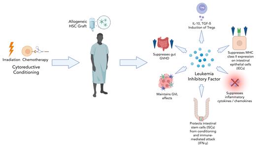 Potential pathways by which LIF can protect from acute gut GVHD. IFN-γ, interferon gamma; IL-10, interleukin-10; MHC, major histocompatibility complex; TGF-β, transforming growth factor β.