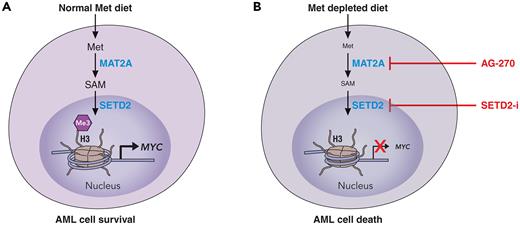 Effects of Met dietary depletion on AML cells. (A) In normal Met dietary replete conditions, AML cells are able to metabolize Met through various steps to SAM to support histone 3 lysine 36 trimethylation and transcription of key genes involved in leukemia cell survival and proliferation. (B) On Met depletion, or through pharmacologic targeting of the enzymatic steps that lead to the formation of SAM from Met, AML cells are unable to support their survival transcriptional programs, which in turn leads to cell death. Professional illustration by Patrick Lane, ScEYEnce Studios.