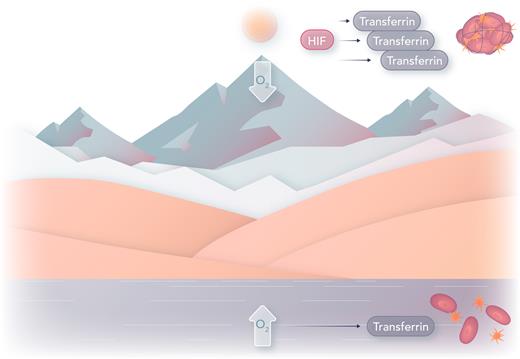 At low elevations, transferrin is produced at levels that do not induce thrombi. At higher elevations, low oxygen levels induce HIF, increasing transferrin expression. The increased transferrin in the blood is procoagulant, contributing to thromboembolism seen in altitude sickness.