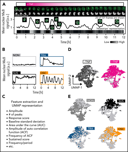 NfκB signaling dynamics quantification in single primary hematopoietic cells. (A) Quantification of nuclear fluorescence dynamics in a representative cell plotted as trace or “heat stripe.” The fading magenta pattern reflects limited TNFα stability after a single addition. (B) Four main NfκB response types upon TNFα challenge. (C) Features extraction from signaling traces for detailed objective analysis (supplemental Table 1). (D) Two-dimensional UMAP representation of cellular heterogeneity across extracted features. One dot represents 1 trace. (E) UMAP as in (D) but with colored dots indicating the localization of cells with a specific response pattern (n = 2721 cells, N = 3 biological replicates). See also supplemental Table 1.