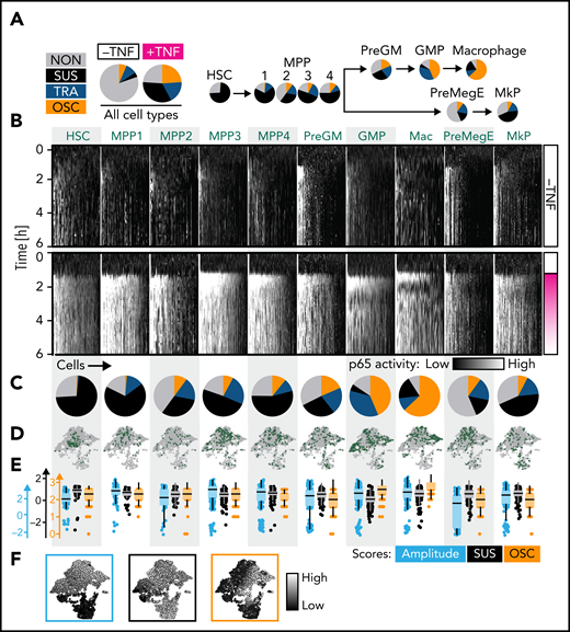 NfκB dynamics change throughout the hematopoietic hierarchy. (A) Main NfκB response dynamics type frequencies in different cell types (manual classification). (B-E) Cell type–specific signaling dynamics. (B) Single-cell heat stripes (vertical) of all measured cells and conditions. Brightness represents nuclear p65 signal intensity (n = 2721 cells: 166 HSC, 167 MPP1, 93 MPP2, 340 MPP3, 210 PreGM, 680 GMP, 329 Mas, 204 PreMegE, and 290 MkP; N = 3 biological replicates). The first 6 hours are shown (12 hours in supplemental Figure 2H). (C) Frequencies of main response types per cell type (manual classification). Mean ± standard deviation (3 independent replicates). P values in supplemental Figure 2G. Colors as in (A). (D) UMAP representation based on extracted signaling dynamics features. UMAP shape as in Figure 1D. Only TNFα-stimulated cells are shown. Green dots = cell type as indicated in (B). (E-F) Three cell type–specific signaling dynamics feature scores across cell types (E) and on the signaling dynamics UMAP representation (F). UMAP shape as in Figure 1E. See also supplemental Figure 2.