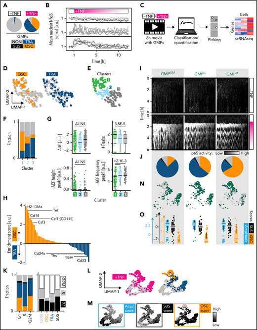 GMP subpopulations with different lineage potential show distinct NfκB dynamics. (A) Response dynamics frequencies of all GMPs. (B) Exemplary traces. (C) Experimental setup for (D-H). (D) Two-dimensional UMAP representation of the transcriptional space. OSC and TRA cells differ transcriptionally (n = 231 cells, N = 3 biological replicates, 2 independent sequencing runs). (E) Hierarchical clustering on UMAP coordinates is used to quantify distributions within the UMAP in (F-G). (F) Response type fractions in the different clusters. Colors as in (A). (G) Distribution of selected dynamics feature scores across clusters. Confirmation of manual scoring in (D,F). ACF, auto correlation function. (H) Identification of OSC vs TRA surface markers by scRNAseq. (I-N) NfκB dynamics in GMP subpopulations after TNFα stimulation (n = 1298 cells, N = 3 biological replicates). (I) Single-cell heat stripes (vertical) of all measured cells and conditions. Brightness represents nuclear p65 signal intensity. The first 6 hours are shown (12 hours in supplemental Figure 3H). (J) Dynamics frequencies (blind-manual classification). Colors as in (A). (K) The correlation of signaling dynamics and cell cycle stages does not explain HSPC characteristic dynamics. Cell cycle phases are inferred from transcriptomes ∼7 hours after stimulation (see Figure 4). Left: color coding as in (A). (L-N) UMAP graph based on 17 extracted signaling trace features. (L) Right: colors as in (A). (N) Green dots show GMP subpopulation UMAP location. Only TNFα-stimulated cells are shown. (O) Scores for selected features for the 3 subpopulations. See also supplemental Figure 3.