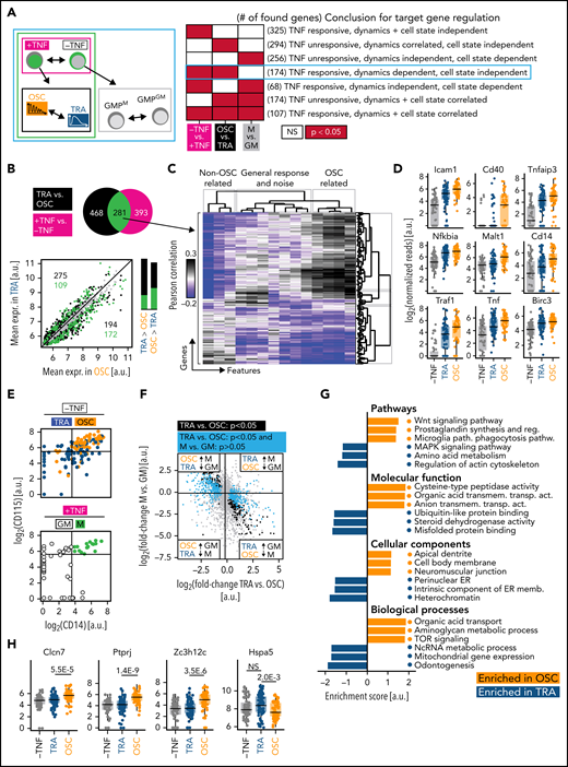 mRNASeq of single cells with known signaling dynamics reveals dynamics-specific target genes. (A) DGEA comparisons and their meaning. The comparison identifying genes truly controlled by NfκB dynamics is circled in cyan (n = 231 cells, N = 3 biological replicates, 2 independent sequencing runs). (B) Top: DGEA between TNFα unstimulated vs stimulated (black) and between OSC vs TRA cells (both TNFα-stimulated) (magenta). Genes (n = 281) that are both upregulated by TNFα and differentially expressed between OSC and TRA dynamics (green) are the most promising candidates to be modulated by NfκB dynamics. Bottom: mean expression of all detected genes in OSC vs TRA cells. Most TNFα-responsive and dynamics-correlated genes are higher expressed in OSC cells, which activate a superset of TRA target genes. Bar graphs represent numbers above (left) and below (right) of the parity line. (C) Correlation of extracted features (supplemental Table 1) and the 281 gene candidates from (B). OSC-associated feature scores correlate with many of these genes. This confirms the visual scoring in (B) and suggests many NfκB target genes are more responsive to OSC than to TRA dynamics. (D) Dynamics-dependent expression of selected NfκB pathway genes. (E) Top: TRA vs OSC cells can be identified by CD14 and CD115 mRNA expression detected by scRNAseq (top right quadrant: 66% OSC; other quadrants: 77% TRA). Bottom: CD14 vs 115 gating of unstimulated cells to identify GMPM (67% OSC) vs GMPGM (76% TRA). (F) Gene expression changes between TRA and OSC cells (x-axis) and between unstimulated GMPM and GMPGM (y-axis) allow the identification of dynamics-specific target genes (cyan, significantly different between OSC and TRA but not between GMPM and GMPGM). Enrichment in the top left and bottom right quadrant confirms that GMPM/GMPGM are predominantly OSC/TRA, respectively. (G) GSEA of OSC and TRA cells, corrected for initial cell type differences (for details, see text). (H) Selected target genes that are activated by either TRA or OSC dynamics only (see also supplemental Figure 4C and supplemental Data 5).