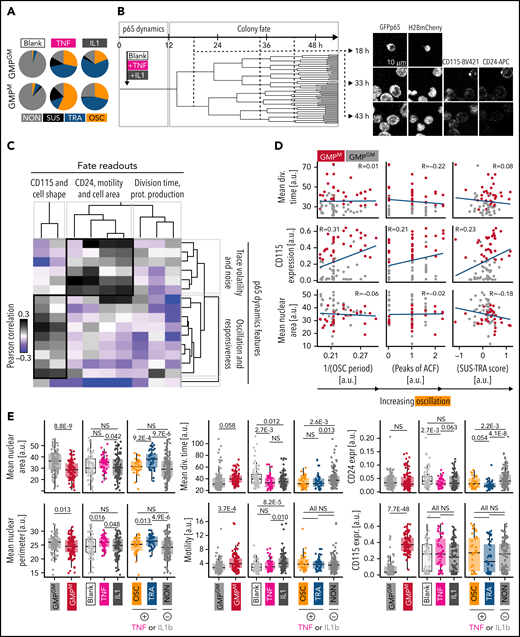 P65 dynamics predict GMP colony behavior. (A) Comparison of TNFα and IL1β as stimulating agents. (B) Pedigree and example images of a selected colony. Cells were tracked until generation 4 or higher. Imaging frequency 9 minutes (0-12 hours) and 30 minutes (12-60 hours). Calculation of fate readouts: supplemental Table 2. (C) Correlation of dynamics features with fate readouts. “Oscillation and responsiveness”: features associated with OSC and higher amplitude after stimulation; “trace volatility and noise”: features associated with general fluctuations in p65 signaling activity (n = 323 cells, N = 3 biological replicates). (D) Correlation of selected dynamics features with selected fate readouts. One dot represents 1 colony. Blue line = linear regression model, R = Pearson correlation. OSC correlates with increased future CD115 protein expression and a smaller nuclear area. (E) Selected fate readouts vs stimulating cytokine, cell type, and p65 response dynamics. CD115 and CD24 expressions are observed between 12 and 24 hours after the start of culture.