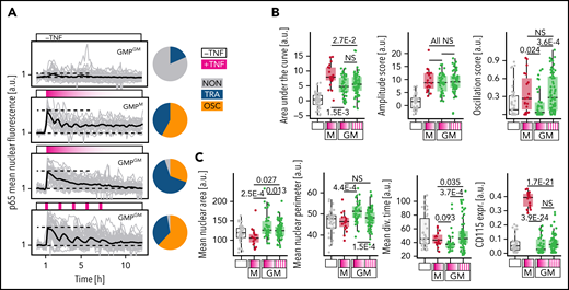 Automated, repeated TNFα stimulations can artificially induce p65 oscillations and alter cell behavior. (A-B) Repeated addition and removal of TNFα (frequency: 20/70 minutes +/- TNFα) by a custom pipetting robot can force p65 to oscillate in GMPGM. Dynamics (for 12 hours) and fate quantification (for 48 hours, cells cultured −TNFα) as depicted in Figure 5A (n = 190 cells, N = 3 biological replicates). (A) Left: signaling dynamics for different stimulation conditions. Gray/black lines: individual cells/means. Right: response dynamics frequencies. (B) Selected dynamics features for different stimulation conditions. Pulsed TNFα stimulation selectively forces OSC dynamics without changing the AUC (total activity over time) of p65 responses. (C) Selected fate readouts for different stimulation conditions. Forced p65 oscillations lead to smaller cells with a trend (P > .05) toward increased CD115 expression, and longer average division time, same as naturally OSC (GMPM) cells (see also Figure 5D).