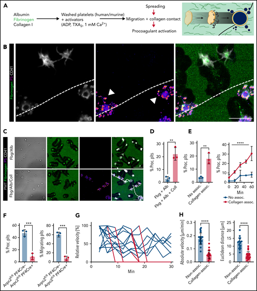 Migrating platelets turn procoagulant upon sensing collagen. (A) Experimental setup of hybrid matrices mimicking the inflamed endothelium, with black lines corresponding to collagen fibers. (B) Representative confocal micrograph of human migrating platelets (CD41, white) with or without contact to collagen fibers. White arrowheads indicate procoagulant platelet formation with PS positivity (mC1) and secretion of microvesicles after sensing collagen; dashed white lines indicate collagen fibers. Bar represents 10 µm. (C-E) Representative micrographs of human platelets migrating on an albumin/fibrinogen matrix (upper panel) or a hybrid matrix containing albumin, fibrinogen, and collagen I (lower panel, dashed white lines). Quantification of procoagulant platelet activation on the respective matrix of freely migrating vs collagen-sensing platelets after 45 minutes (fixed time point) or over a period of 1 hour (time course experiment). PS staining agent: mC1. Bar represents 10 µm. Student’s t test, two-tailed, unpaired; one-way ANOVA with Holm-Šídák's multiple comparisons test compared with t = 0 minutes for time course experiment (right panel, E). (F) Quantification of procoagulant platelet activation and migrating platelets of PF4cre-Arpc2fl/fl Cre-positive mice and Cre-negative littermates. Student’s t test, two-tailed, unpaired. (G) Relative velocity plots of tracked human platelets from live-imaging data. Absolute velocities were normalized to peak velocity to allow for interplatelet comparisons. Blue lines indicate the onset of procoagulant platelet activation. (H) Quantification of absolute velocity and Euclidean distance of migrating human platelets from live-imaging data. Individual dots represent n = 3 individuals per experimental group, with n > 30 individual platelets analyzed per n. Student’s t test, two-tailed, unpaired.