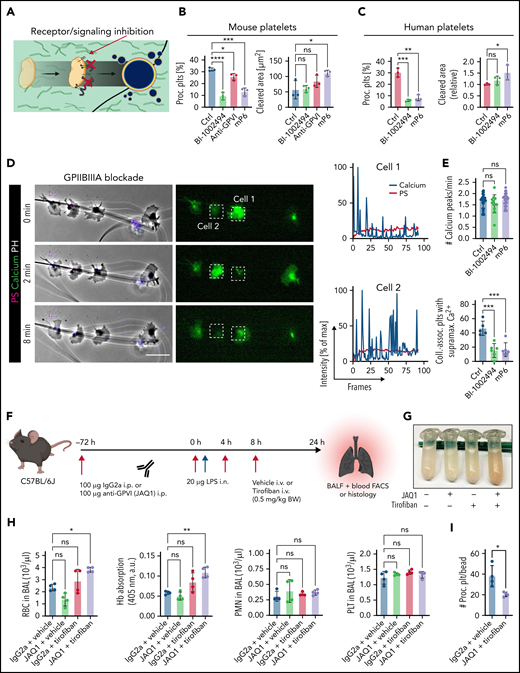 Pharmacological ablation of platelet PA through simultaneous GPIIBIIIA and GPVI inhibition aggravates inflammatory bleeding. (A) Experimental scheme of migration assay on hybrid matrix with targeting of platelet receptors and signaling cascades. (B-C) Quantification of procoagulant platelets and cleared area by murine (B) and human platelets (C) treated with inhibitors of GPVI signaling (BI-1002494 = Syk inhibitor, 5 µM; JAQ1 = GPVI-blocking antibody, 10 µg/mL) or GPIIBIIIA outside-in signaling (mP6 = Gα13 inhibitor, 20 µM). One-way ANOVA with Holm-Šídák's multiple comparisons test. (D) Representative images of time-lapse microscopy of migrating human platelets and respective calcium oscillations (blue) and PS exposure (red) recorded after 0, 2, and 8 minutes of migration. Bar represents 10 µm. White boxes indicate the area of measurement depicted next to micrographs. See supplemental Video 3 for corresponding live imaging. (E) Upper panel: Quantification of calcium peaks of migrating human platelets treated with vehicle, mP6 (20 µM) or BI-1002494 (2.5 µM). Lower panel: Relative quantification (%) of migrating, collagen-associated platelets treated with vehicle, mP6, or BI-1002494 that express supramaximal calcium peaks upon collagen contact (n = 5-6 videos from n = 2-3 mice per condition with a total of >100 platelets were analyzed). One-way ANOVA with Holm-Šídák's multiple comparisons test. (F) Experimental scheme for acute lung injury in Bl6 mice treated with JAQ1, a GPVI-blocking antibody, or isotype (red arrow) 72 hours prior to LPS challenge (blue arrow) and vehicle or tirofiban injections (red arrows) at 0, 4, and 8 hours after LPS challenge. (G) Representative image of BALF collected from different experimental groups. (H) Assessment of Hb absorption and flow cytometric analysis of RBC, polymorphonuclear, and platelet counts in BALF (n = 4 mice per group). One-way ANOVA with Holm-Šídák's multiple comparisons test compared with control groups. (I) Flow cytometric measurement of circulating procoagulant platelets in peripheral blood, normalized to counting beads. Student’s t test, two-tailed, unpaired. (J) Linear regression analysis of the correlation of circulating procoagulant platelets and inflammatory bleeding severity as assessed by RBC count/µL BALF. (K) Representative micrograph of immunofluorescence-stained lung slices from IgG2a and vehicle vs JAQ1 and tirofiban-treated animals. Bar represents 100 µm. (L) Quantification of alveolar hemorrhage (TER119+ area) as well as pulmonary platelet and neutrophil recruitment. PS staining agent for all experiments shown in Figure 7: mC1. n = 4 mice per group. Student’s t test, two-tailed, unpaired. (M) Magnified excerpts of representative immunofluorescence stainings, corresponding to white rectangles in Figure 7K. Bar represents 50 µm. (N) Histopathological quantification of pulmonary PNAs per FOV 24 hours after LPS challenge. Student’s t test, two-tailed, unpaired.