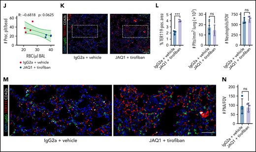 Pharmacological ablation of platelet PA through simultaneous GPIIBIIIA and GPVI inhibition aggravates inflammatory bleeding. (A) Experimental scheme of migration assay on hybrid matrix with targeting of platelet receptors and signaling cascades. (B-C) Quantification of procoagulant platelets and cleared area by murine (B) and human platelets (C) treated with inhibitors of GPVI signaling (BI-1002494 = Syk inhibitor, 5 µM; JAQ1 = GPVI-blocking antibody, 10 µg/mL) or GPIIBIIIA outside-in signaling (mP6 = Gα13 inhibitor, 20 µM). One-way ANOVA with Holm-Šídák's multiple comparisons test. (D) Representative images of time-lapse microscopy of migrating human platelets and respective calcium oscillations (blue) and PS exposure (red) recorded after 0, 2, and 8 minutes of migration. Bar represents 10 µm. White boxes indicate the area of measurement depicted next to micrographs. See supplemental Video 3 for corresponding live imaging. (E) Upper panel: Quantification of calcium peaks of migrating human platelets treated with vehicle, mP6 (20 µM) or BI-1002494 (2.5 µM). Lower panel: Relative quantification (%) of migrating, collagen-associated platelets treated with vehicle, mP6, or BI-1002494 that express supramaximal calcium peaks upon collagen contact (n = 5-6 videos from n = 2-3 mice per condition with a total of >100 platelets were analyzed). One-way ANOVA with Holm-Šídák's multiple comparisons test. (F) Experimental scheme for acute lung injury in Bl6 mice treated with JAQ1, a GPVI-blocking antibody, or isotype (red arrow) 72 hours prior to LPS challenge (blue arrow) and vehicle or tirofiban injections (red arrows) at 0, 4, and 8 hours after LPS challenge. (G) Representative image of BALF collected from different experimental groups. (H) Assessment of Hb absorption and flow cytometric analysis of RBC, polymorphonuclear, and platelet counts in BALF (n = 4 mice per group). One-way ANOVA with Holm-Šídák's multiple comparisons test compared with control groups. (I) Flow cytometric measurement of circulating procoagulant platelets in peripheral blood, normalized to counting beads. Student’s t test, two-tailed, unpaired. (J) Linear regression analysis of the correlation of circulating procoagulant platelets and inflammatory bleeding severity as assessed by RBC count/µL BALF. (K) Representative micrograph of immunofluorescence-stained lung slices from IgG2a and vehicle vs JAQ1 and tirofiban-treated animals. Bar represents 100 µm. (L) Quantification of alveolar hemorrhage (TER119+ area) as well as pulmonary platelet and neutrophil recruitment. PS staining agent for all experiments shown in Figure 7: mC1. n = 4 mice per group. Student’s t test, two-tailed, unpaired. (M) Magnified excerpts of representative immunofluorescence stainings, corresponding to white rectangles in Figure 7K. Bar represents 50 µm. (N) Histopathological quantification of pulmonary PNAs per FOV 24 hours after LPS challenge. Student’s t test, two-tailed, unpaired.