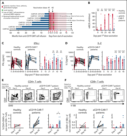 Enhanced vaccine-induced Spike-specific T-cell response in anti-CD19 CAR T cell–treated patients. Healthy individuals (n = 26) and (A) anti-CD19 CAR T cell–treated patients (n = 8) were vaccinated on days 0 and 21 with BNT162b2 mRNA vaccine. Blood samples were taken on days 0, 11, 21, 31, 42, and 90. (B) Levels of neutralizing antibodies. IFN-γ (C) and IL-2 (D) secreted into the plasma after whole blood stimulation with Spike-peptide pool and dimethyl sulfoxide control were quantified. (E) Representative flow cytometry plots for quantifying AIM+CD4 T cells. The numbers represent the percentage of total nonnaïve CD4 T cells that are AIM+ on days 0 and 42. Below, summary data of AIM+CD4 T-cell frequency before and after vaccination. The values represent the background-subtracted frequency of AIM+ nonnaïve CD4 T cells. (F) Representative flow cytometry plots for quantifying AIM+CD8 T cells. The numbers represent the percentage of total nonnaïve CD8 T cells that are AIM+ on days 0 and 42. Below, summary data of AIM+CD8 T-cell frequency before and after vaccination. The values represent the background-subtracted frequency of AIM+ nonnaïve CD8 T cells.