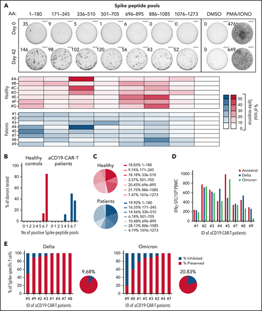 Vaccine-induced Spike-specific T cells are multispecific and preserved against VOCs. (A) PBMCs collected on days 0 and 42 were stimulated with 7 different peptide pools covering distinct regions of the Spike protein and activation was analyzed by IFN-γ-ELISpot assay. Representative ELISpot assay is shown for 1 patient on days 0 and 42. Heatmaps indicate the percentage of the response toward a single peptide pool in proportion to the total Spike-specific response in each of the tested individuals: healthy (red) and CD19 CAR T-cell patients (blue). (B) Bar graphs show the percentage of donors (healthy, n = 7; CD19 CAR T cell, n = 8) reacting to the number of Spike peptide pools tested (total 7 distinct peptide pools). (C) Mean proportion of the response to the 7 distinct Spike peptide pools in healthy (i) and CD19 CAR-T patients (ii). (D) IFN-γ-spot forming cells (SFC) per 1 million PBMC reactive to Spike-peptide pools of the ancestral (red), Delta (blue), and Omicron (green) SARS-CoV-2 variants are shown. (E) Percentage of Spike-specific T cells reactive to the Delta (i) and Omicron (ii) SARS-CoV-2 variants is shown for all 8 patients. The pie charts indicate the mean inhibition.
