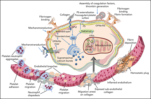 Schematic diagram depicting neutrophils and platelets reaching the inflamed endothelium, where migrating platelets become arrested on the exposed subendothelial collagen at neutrophil extravasation sites, which generates endothelial breaches. Collagen-arrested platelets turn procoagulant upon receiving costimulatory mechanosensing signals from GPIIb/IIIa-Gα13 and GPVI. Syk is activated downstream of GPVI, and supramaximal calcium bursts and CypD-dependent mitochondrial permeability transition pore (mPTP) opening causes mitochondrial depolarization (ΔΨm). This culminates in membrane translocase TMEM16F-mediated PS exposure. PS-assisted assembly of coagulation factors (CFs) on procoagulant platelets drives thrombin generation that results in the formation of fibrin-enriched microthrombi, which restores vascular integrity. However, a potential role of von Willebrand factor (VWF)—GPIb-mediated mechanosensing on the sequential transition of GPIIb/IIIa affinity from a closed to an intermediate extended-closed state essential to mediate mechanotransduction, and eventually to an extended-open state—remains to be deciphered. Illustration was created with the help of Servier Medical art: https://smart.servier.com.