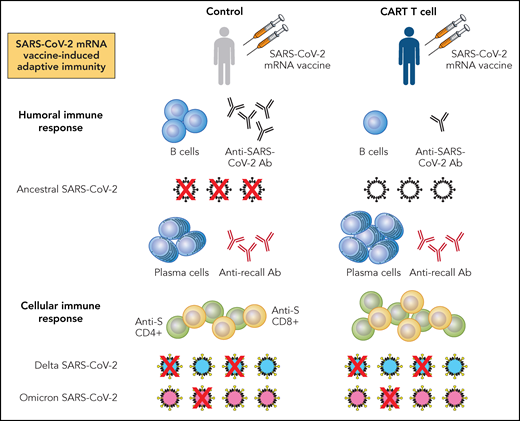 Summary findings from Oh et al and Atanackovic et al for SARS-CoV-2 mRNA vaccine-induced adaptive immune responses in patients with NHL receiving CD19 CAR T-cell therapy. Patients with NHL receiving CD19 CAR T-cell therapy and at least 2 doses of either BNT162b2 or mRNA-1273 mRNA vaccines have reduced numbers of B cells and anti-S or RBD antibody (Ab), associating with decreased neutralization of ancestral SARS-CoV-2 relative to healthy controls receiving similar vaccination. Furthermore, in comparison with healthy controls, patients with NHL receiving CD19 CAR T-cell therapy have greater numbers of plasma cells and similar levels of Ab directed against recall antigens. Last, patients with NHL receiving CD19 CAR T-cell therapy have higher levels of anti-S CD4+ and CD8+ T cells than controls. These antiviral T cells associate with preserved, but variable neutralization of SARS-CoV-2 variants, with neutralization of Delta being greater than that of Omicron. Professional illustration by Patrick Lane, ScEYEnce Studios.