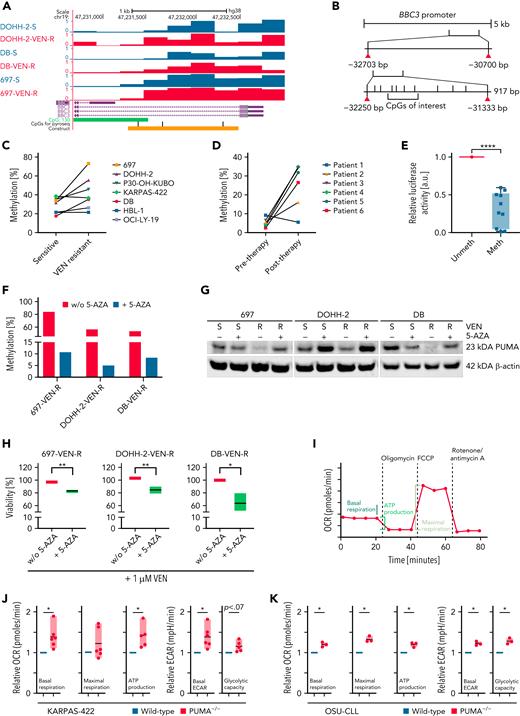 Effect of VEN on the expression of BBC3 in B-cell lymphoma cell lines and primary CLL cells. (A) Schematic representation of MeDip-seq results. (B) Schematic drawing of BBC3 promoter region. For the Dual-Glo Luciferase Assay (Figure 2E), a 917 bp big region containing the CpGs of interest was cloned in a CpG-free vector, followed by the luciferase reporter. (C-D) Methylation changes detected by pyrosequencing for the CpG of interest in cell lines (C) and primary CLL cells before and after VEN resistance (D). (E) Dual-Glo Luciferase Assay analysis of methylated (meth) and unmethylated (unmeth) versions of the promoter region of BBC3. Mean ± SD, N = 10. ∗∗∗∗P < .0001, compared with unmethylated reporter construct, Student t test. (F) Methylation of BBC3 promoter region in 5′AZA-treated (5 passages) VEN-resistant B-cell lymphoma cell lines, determined by pyrosequencing. (G) Immunoblot for PUMA in 3 VEN-sensitive and -resistant B-cell lymphoma lines treated with or without 5′AZA (0.1 μM) for 5 passages. (H) Viability assay of 3 VEN-treated cell lines (24 hours, 1 μM) after incubation with 5′AZA (5 passages). Mean ± SD of 3 independent experiments, viability determined by flow cytometry. ∗P < .05; ∗∗P < .01; ∗∗∗P < .001, compared with untreated (-5-AZA) cells, Student t test. (I) Schematic analysis of OCR analysis. (J-K) Mitochondrial respiration and glycolysis in PUMA-KO KARPAS-422 (J) and OSU (K) cells upon injection of the Seahorse Mito Stress test drugs. Data are shown as floating bars (min. to max.) and are representative of 3 to 6 independent experiments. Paired 2-tailed Student t test: ∗P < .05; ∗∗P < .01. ECAR, extracellular acidification rate; KO, knockout; w/o, without.