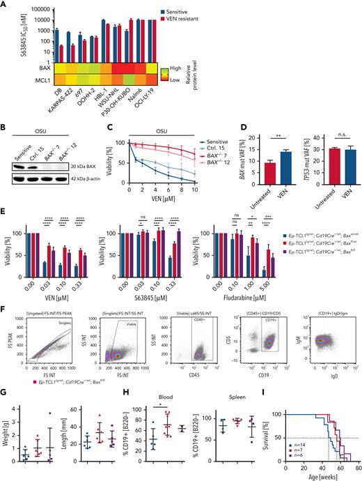 MCL1 inhibition (S63845) cannot eliminate BAX-deficient VEN-resistant cells. (A) Top: mean IC50 for S63845 of 9 VEN-sensitive (blue) and VEN-resistant cell lines (red) determined by flow cytometry after 48 hours. N ≥3. Lower part: heat map with relative BAX and MCL1 protein level in VEN-resistant cell lines. (B) Validation of BAX KO in OSU cells by immunoblot. N = 3. (C) Sensitivity of OSU KO cells toward VEN determined by flow cytometry after VEN treatment for 48 hours. Mean ± SD of 4 experiments. (D) Allelic fraction of TP53 (c.515T>A) and BAX (c.361del) before and after VEN treatment (24 hours, 5 nM) in a high-risk CLL patient. Mean plus SD, 3 technical replicates; P = .0061 (E) Viability of purified, malignant splenic B cells of Eμ-TCL1tg/wt; Cd19Cre+/wt; Baxwt/wt (blue), Eμ-TCL1tg/wt; Cd19Cre+/wt; Baxfl/wt (red) and Eμ-TCL1tg; Cd19Cre+/wt; Baxfl/fl (purple) mice treated with VEN, S63845 (24 hours), or fludarabine (48 hours), determined by MTT assays. Mean ± SD of 2 experiments; 3 technical replicates each. (F) Immunophenotyping of splenocytes of a 50-week-old Eμ-TCL1tg; Cd19Cre+/wt; Baxfl/fl mouse. Gating strategy of viable, single cells on FSC/SSC dot plot and FSC-area/FSC-height dot plot. Analysis for Cd45, Cd19, IgM, and IgD expression. (G) Spleen weight and length of Eμ-TCL1tg/wt; Cd19Cre+/wt; Baxwt/wt (blue; n = 6), Eμ-TCL1tg/wt; Cd19Cre+/wt; Baxfl/wt (red; n = 6), and Eμ-TCL1tg; Cd19Cre+/wt; Baxfl/fl (purple; n = 5) mice. Mean ± SD. ∗P < .05, compared with Bax wild-type mice, Student t test. (H) Determination of the amount of Cd19+/B220dim/neg-positive cells in the blood (left panel; 32-week-old animals; n = 5, n = 8, and n = 2, respectively) and splenocytes (right panel; 44 weeks old animals; n = 4, n = 5, and n = 4, respectively) of Eμ-TCL1tg/wt; Cd19Cre+/wt; Baxwt/wt (blue), Eμ-TCL1tg/wt; Cd19Cre+/wt; Baxfl/wt (red), and Eμ-TCL1tg; Cd19Cre+/wt; Baxfl/fl (purple) mice. ∗∗P < .01; ∗∗∗P < .001; ∗∗∗∗P < .0001, compared with Bax wild-type mice, Student t test. (I) Kaplan-Meier curves of overall survival of Eμ-TCL1tg/wt; Cd19Cre+/wt; Baxwt/wt (blue; 48 weeks; n = 14), Eμ-TCL1tg/wt; Cd19Cre+/wt; Baxfl/wt (red; 56 weeks; n = 7), and Eμ-TCL1tg; Cd19Cre+/wt; Baxfl/fl (purple; 59.5 weeks; n = 6) mice. Survival of Eμ-TCL1tg/wt; Cd19Cre+/wt; Baxfl/wt (red), and Eμ-TCL1tg; Cd19Cre+/wt; Baxfl/fl (purple) compared with the respective controls (log-rank test; P = .0914). FS, forward scatter integral; FSC, forward scatter; IgM, immunoglobulin M; INT, integral; KO, knockout; MTT, 3-(4,5-Dimethylthiazol-2-yl)-2,5-diphenyltetrazoliumbromid; ns, not significant; SSC, side scatter integral.