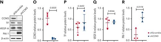 CCM pathology promotes the expression of genes and proteins related to the coagulation cascade and hypoxia in vivo. (A) Visium spatial transcriptomics illustrating the expression of F3 in wild-type and Ccm3-iECKO P8 cerebellum sections. (B) Quantification of F3 in the cerebellum (cb) of wild-type and Ccm3-iECKO mice. (C) Visium spatial transcriptomics illustrating the expression of Serpine1 in wild-type and Ccm3-iECKO cerebellums. (D) Quantification of Serpine1 in the cerebellum (cb) of wild-type and Ccm3-iECKO mice. (E) Visium spatial transcriptomics illustrating the expression of Vegfa in wild-type and Ccm3-iECKO cerebellums. (F) Quantification of Vegfa in the cerebellum (cb) of wild-type and Ccm3-iECKO mice. (G) Hematoxylin and eosin-stained Ccm3-iECKO P8 cerebellum sections with lesions outlined in green. (H) RNAscope images of representative wild-type (right panel) and Ccm3-iECKO (left panel) cerebellum sections; a region is highlighted with a white box and magnified to the right. Lesions are outlined in dotted white lines and regions of interest are marked with a white asterisk; 4′,6-diamidino-2-phenylindole(DAPI) (blue), Cldn5 (green), F3 (magenta). (I) Quantification of F3 in the cerebellum (cb) of wild-type and Ccm3-iECKO mice (P = .0635). (J) RNAscope images of representative wild-type (right panel) and Ccm3-iECKO (left panel) cerebellum sections. Lesions are outlined in dotted white lines; DAPI (blue), Cldn5 (green), Serpine1 (magenta). (K) Quantification of Serpine1+Cldn5+ endothelial cells in the cerebellum (cb) of wild-type and Ccm3-iECKO mice (P = .0159). (L) RNAscope images of representative wild-type (right panel) and Ccm3-iECKO (left panel) cerebellum sections; a region is highlighted with a white box and magnified to the right. Lesions are outlined in dotted white lines; DAPI (blue), Cldn5 (green), Vegfa (magenta). (M) Quantification of Vegfa in the cerebellum (cb) of wild-type and Ccm3-iECKO mice (P = .0635). (N) Primary human brain endothelial cells (HBECs) transduced with shRNA (scramble or CCM3) blotted and quantified (O) CCM3 (P = .0035), (P) TF (P = .3650), (Q) VEGF-A (P = .8346), and (R) PAI-1 (P = .0178). In the graphs N-R, n = 3 independent experiments. In graphs B, D, F, I, K, and M each data point represents 1 biological replicate (n = 2-8 mice per group), the bar indicates the mean of each group, and the error bars represent the standard deviation. For the RNAscope graphs, a Mann-Whitney U test was used to compare wild-type mice with Ccm3-iECKO mice. For the western blot quantifications, a t-test was used to compare shScramble with shCCM3 cells. The corresponding P values are indicated on each graph. L, lesion.