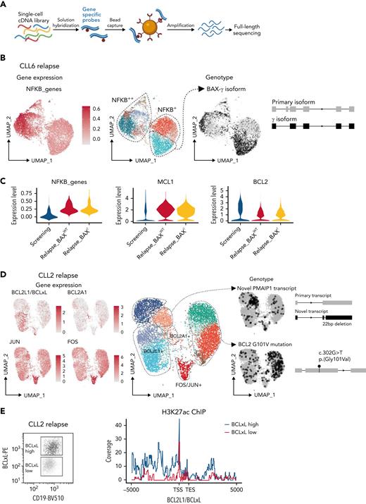 Multiple mechanisms drive VEN resistance even within a patient. (A) Schematic of RaCH-seq workflow. (B) CLL cells from CLL6 at relapse with altered gene expression (left), cluster assignments (middle), and BAXγ isoform (right). (C) Violin plots showing expression of NF-κB genes (left), MCL1 (middle), and BCL2 (right) for CLL6 screening or at relapse, with or without BAXγ. (D) CLL cells from CLL2 at relapse showing expression for the indicated genes (left, in red), with cluster assignments (middle), and RaCH-seq data for variants of interest (right, in black). (E) H3K27ac ChIP at the BCLxL locus in flow-sorted (left) CD19+veCD5+ve BCLxLhi (blue) or BCLxLlo (red) cells from CLL2; data representative of 2 independent experiments.