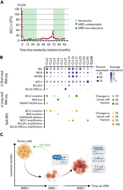 Single-cell multiomics approach reveals multilayered changes driving VEN resistance. (A) PB white cell counts of CLL26 during VEN treatment, following VEN discontinuation, and subsequent VEN retreatment when CLL recurred. MRD undetectable: first confirmation of PB undetectable MRD (CLL cells <0.01% of leukocytes), MRD recrudescence: first confirmation of MRD positivity in PB (CLL cells ≥0.01% of leukocytes). MRD, measurable residual disease. (B) Dot plots summarizing the single-cell RNA-seq, single-cell long-read sequencing, and WES changes observed in patient samples at VEN-relapse. For the single-cell short-read RNA-sequencing, color indicates relative degrees of gene expression, and the size of the dot indicates the proportion of cells with altered expression in a patient sample. For single-cell long-read RNA-seq and WES, the size of the dot indicates the fraction of cells harboring the mutation in a patient sample; no dots: not detected. (C) Schematic illustration of the study highlights.