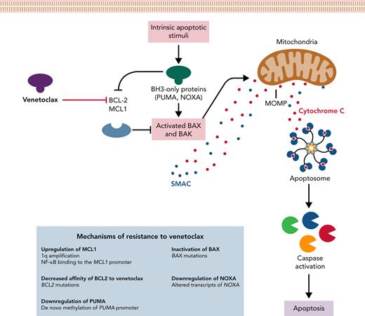 Mechanisms of resistance to venetoclax. The intrinsic apoptotic pathway can be engaged by stimuli that regulate BCL-2 and MCL1 interactions with BH3-only proteins (ie, PUMA and NOXA), modulating the activation of the effector proteins BAX and BAK. Once activated, BAX and BAK cause MOMP, leading to the release of proapoptotic proteins. Cytochrome C leads to apoptosome formation that recruits and activates caspase. Mechanisms of resistance to venetoclax described in the papers by Thijssen et al and Thomalla et al are shown in the blue box. MOMP, mitochondrial outer membrane permeabilization; SMAC, second mitochondria-derived activator of caspase.