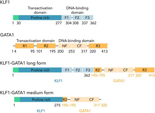 The structure of KLF1, GATA1, and KLF1-GATA1 fusion constructs. F1, F2, and F3 represent 3 finger domains of KLF1; CF and NF represent the C- and N-fingers of GATA1; R1, R2, and R3 represent 3 regions of the transactivation domain of GATA1.