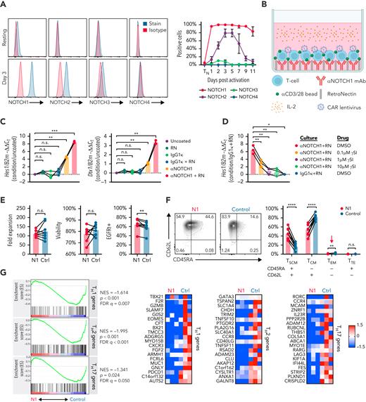 NOTCH1 agonism during CD4+ TN activation results in a less differentiated phenotype. (A) Left: flow cytometry of NOTCH receptor expression compared with isotype in human CD4+ TN at rest (top) and 3 days after activation with αCD3/CD28 mAb-coated beads and IL-2 (bottom). Histograms show 1 representative donor. Right: percent of CD4+ TN expressing each NOTCH receptor at rest and over time after activation. N = 6 donors. (B) Schematic of the N1 culture method using αNOTCH1 mAb- and RetroNectin-coated plates. (C) Reverse transcription quantitative polymerase chain reaction evaluation of Hes1 (left) and Dtx1 (right) expression relative to B2m in activated CD4+ TN after 48 hours of culture on plates coated with different combinations of 2.5 μg/mL αNOTCH1 mAb, 2.5 μg/mL M IgG1κ, and 5 μg/mL RN. N = 3 donors. One-way ANOVA with Dunnett’s multiple comparisons test. ∗∗P < .01; ∗∗∗P < .005. (D) Expression of Hes1 relative to B2m in activated CD4+ TN after 48 hours of N1 culture in the presence of various doses of RO4929097 γ-secretase inhibitor (γSI). N = 3 donors. One-way ANOVA with Dunnett’s multiple comparisons test. ∗P < .05; ∗∗P < .01. (E) Fold expansion of N1 and control CD4+ T cells (left), viability assessed by propidium iodide exclusion (middle) and CAR lentivirus transduction rate (right) measured after 11 days of culture. N = 8 donors. Ratio-paired 2-tailed Student t test. ∗∗P < .01. (F) CD45RA and CD62L expression on N1 and control CD4+ CAR-T at day 11. Left: representative flow cytometry plots. Right: frequencies of N1 and control CD4+ CAR-T with TSCM, TCM, effector memory and terminal effector phenotypes across 11 donors. Ratio-paired 2-tailed Student t test. ∗∗P < .01; ∗∗∗∗P < .001. (G) Left: GSEA of RNAseq data from day 11 N1 and control CD4+ CAR-T. Right: heatmaps depict log2(normalized count/global average) for master regulator TFs and selected leading edge genes with a cutoff at 1.5-fold change. Significance was established at P and q both <.05 after correction for multiple hypothesis testing. See also supplemental Table 1. Ctrl, control; DMSO, dimethyl sulfoxide; FDR, false discovery rate; NES, normalized enrichment score; n.s., not significant; RN, RetroNectin.