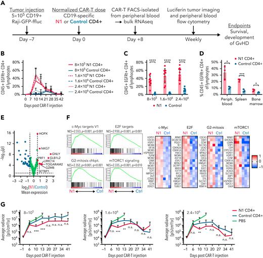 NOTCH1 agonism enhances CD4+ CAR-T proliferation in mice bearing lymphoma xenografts. (A) Experimental schematic for the xenograft model. (B) Frequencies of N1 and control CD4+ CAR-T in peripheral blood over time following injection into tumor-bearing mice. N = 10 mice per group, 2 donors. (C) Frequencies of N1 and control CD4+ CAR-T at peak expansion 10 days posttransfer into tumor-bearing mice. N = 10 mice per group, 2 donors. Unpaired 2-tailed Student t test. ∗∗∗∗P < .001. (D) Frequencies of N1 and control CD4+ CAR-T in peripheral blood, spleen, and bone marrow of tumor-bearing mice treated with 1.6 × 106 N1 or control CD4+ CAR-T 14 days posttreatment. N = 3 mice per group, 1 donor. Unpaired 2-tailed Student t test. ∗P < .05; ∗∗∗P < .005. (E) Gene expression by RNAseq of N1 and control CD4+ CAR-T FACS isolated from peripheral blood 8 days posttransfer into tumor-bearing mice. N = 3 mice per group, 1 donor. Significance was established at P < .05 and fold change > 1.5. See also supplemental Table 5. (F) Left: GSEA of RNAseq generated from N1 and control CD4+ CAR-T FACS-isolated from peripheral blood 8 days posttransfer into tumor-bearing mice. N = 3 mice per group, 1 donor. Right: heatmaps depict log2(normalized count/global average) for selected leading-edge genes with a cutoff at 1. Significance was established at P and q both <.05 after correction for multiple hypothesis testing. See also supplemental Table 6. (G) Tumor burden over time in mice treated with N1 or control CD4+ CAR-T, evaluated by intraperitoneal luciferin injection and bioluminescent imaging. N = 10 mice per group, 2 donors. Mann-Whitney U test. ∗P < .05; ∗∗P < .01; ∗∗∗P < .005. Ctrl, control; GvHD, graft-versus-host disease; n.s., not significant.