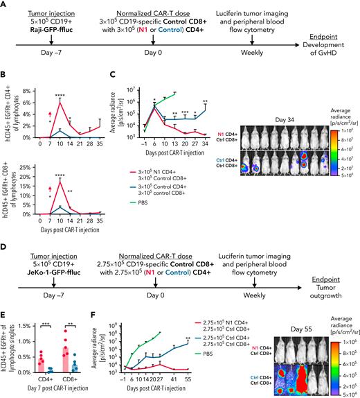 N1 CD4+ CAR-T enhance CD8+ CAR-T proliferation and antitumor efficacy. (A) Experiment schematic for the Raji xenograft model. (B) Flow cytometry quantification of CD4+ (top) and CD8+ (bottom) CAR-T frequencies in peripheral blood over time following injection into Raji-bearing mice. N = 10 mice per group, 2 experiments. Unpaired 2-tailed Student t test. ∗P < .05; ∗∗P < .01; ∗∗∗∗P < .001. (C) Raji tumor burden over time (left) and 34 days post–CAR-T injection (right) in mice treated with control CD8+ and either N1 or control CD4+ CAR-T, measured by intraperitoneal luciferin injection. N = 10 mice per group, 2 experiments. Mann-Whitney U test. ∗P < .05; ∗∗P < .01; ∗∗∗P < .005. (D) Experiment schematic for the JeKo-1 xenograft model. (E) Flow cytometry quantification of CD4+ and CD8+ CAR-T frequencies in peripheral blood at peak expansion 7 days after injection into JeKo-1–bearing mice. N = 5 mice per group, 1 experiment. Unpaired 2-tailed Student t test. ∗∗P < .01; ∗∗∗P < .005. (F) JeKo-1 tumor burden over time (left) and 55 days post–CAR-T injection (right) in mice treated with control CD8+ and either N1 or control CD4+ CAR-T, measured by intraperitoneal luciferin injection. N = 5 mice per group, 1 experiment. Mann-Whitney U test. ∗∗P < .01. Ctrl, control; GvHD, graft-versus-host disease.