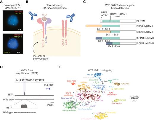Identification of distinct subtypes of ALL through gene expression profiling. (A) Representative break-apart FISH for KMT2A::AFF1 fusion. The upper panel shows a cell with DNA FISH for KMT2A 5′ and 3′ showing 1 intact allele and 1 disrupted allele. The lower panel shows a second hybridization added on top of the first with AFF1 3′, which confirms disruption of KMT2A and fusion to AFF1 3′. (B) Illustration showing overexpression of CRLF2 and detection by flow cytometry. The image was created in Biorender (https://biorender.com/). (C) Schematic representation of NUTM1 rearrangements with multiple fusion partners and multiple breakpoints detected by WTS and visualized in ProteinPaint (https://proteinpaint.stjude.org/). Ex, exon. The approach in parenthesis (WGS) is alternative to WTS. (D) Integrative Genomics Viewer visualization of BCL11B Enhancer Tandem Amplification (BETA), observed in 20% of BCL11B-activated lineage ambiguous leukemia.162 (E) t-distributed stochastic neighbor embedding (t-SNE) representation from WTS data of B-ALL subtypes highlighted in different colors. Each dot represents a sample (N = 2004). Image is from Kimura et al.191